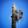 D Rimmer Tree Services