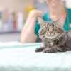 Alcombe Veterinary Surgery