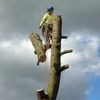 Kevin Patton Tree Surgeon