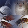 Sentry Pest Control