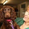 Village Vets & Meadowbank