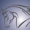 Scott Dunn's Equine Clinic