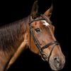 Ashdown Forest Riding Centre