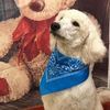 Small Animals Boarding Breeding & Rescue Facilities