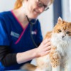 New Street Vets