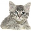 White Cottage Cattery