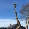 Lothian Tree Specialists