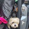Peekaboo Pet Services
