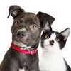 Amery Veterinary Group