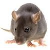 Kill & Cure Pest Control