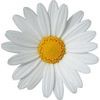 Ruth's Floral Design Studio