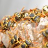 Don Valley Pest Management