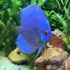 Victor Aquatics