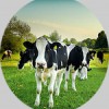 R D Newton Butchers