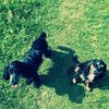 Pet Supplies Sussex