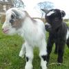 Greenhead House Farm