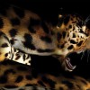 Jaguar Design & Print