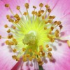 Dogrose Therapies