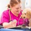 Avon Lodge Veterinary Group