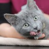 Seafield Veterinary Group