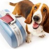 Care 4 Pets