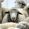 Tarn Farm Vets