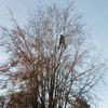 LM Trees & LM Landscapes, Tree Surgeons Leamington Spa