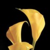 The Flower Shop