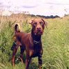 Dog Walking In Romford