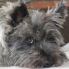 Ab Fab Grooming