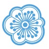 K M P Digitata Ackura