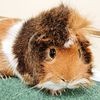 Stubbington Village Pets