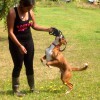 Birchwood Kennels