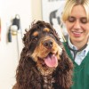 Biscot Mill Veterinary Centre