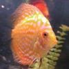 Amazon Aquatics