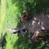 All 4 Animals