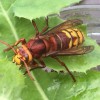 First Choice Pest Control