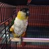 Lee Lane Pets