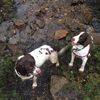 Lucy's Pups N Paws