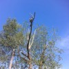Top Of The Trees