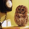 The Tax Owl Accountants