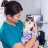 Bridge Veterinary Group