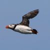 Seacoast Safaris