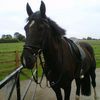 Riverside Equestrian Centre