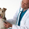 Pet's Choice Veterinary Centre
