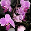 Ravensara Holistics