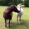 Ickleford Equestrian Centre