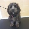 Cosham Dog Grooming