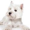 Canis Finest Dog Grooming