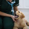 Alphapet Veterinary Clinic